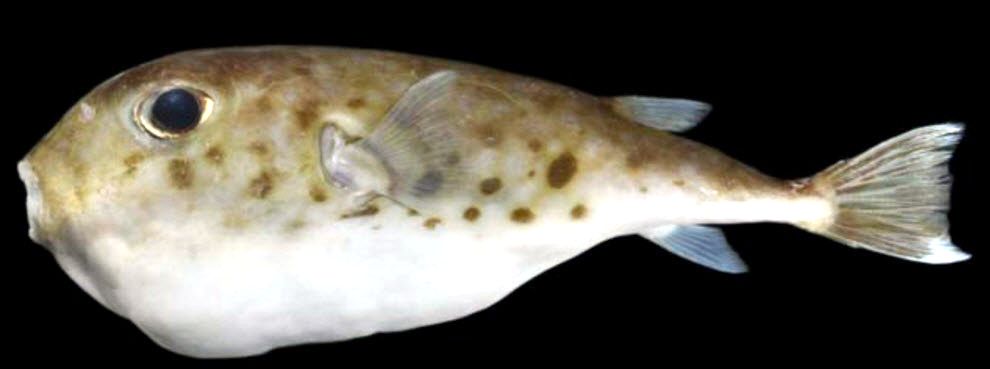 Sphoeroides pachygaster_03.jpg